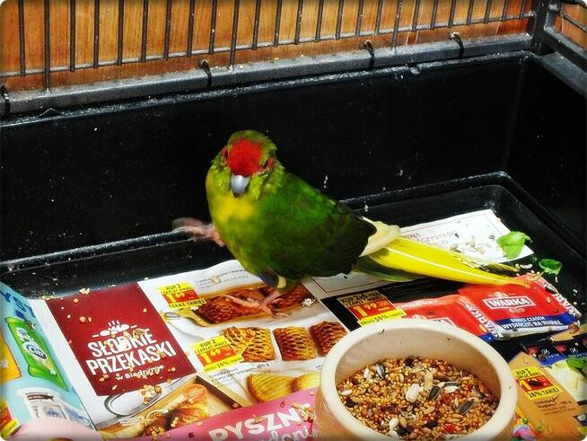 Papuga Modrolotka Koza Samczyk Idealny pupilek Modrolotki