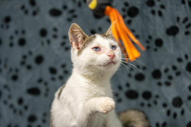 Dwa urocze, wesołe kocięta szukają domów!