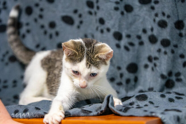 Dwa urocze, wesołe kocięta szukają domów!