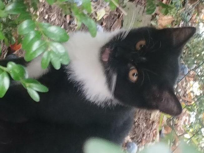 Piękny mały Bonifacy szuka kochającego właściciela i domu