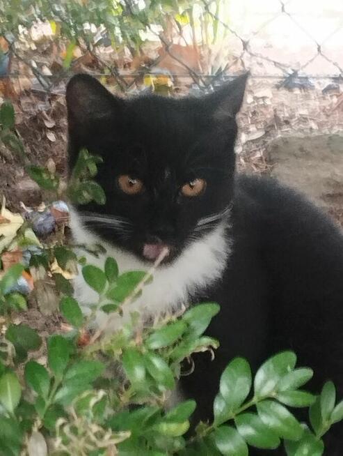 Piękny mały Bonifacy szuka kochającego właściciela i domu