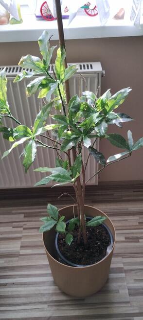 Kwiat doniczkowy Croton Gold Dust