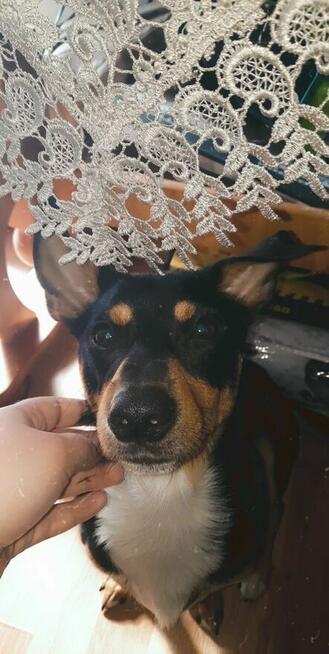 Oddam małego kundelka