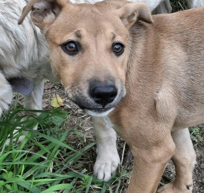 Szczeniak AVA czeka na dom