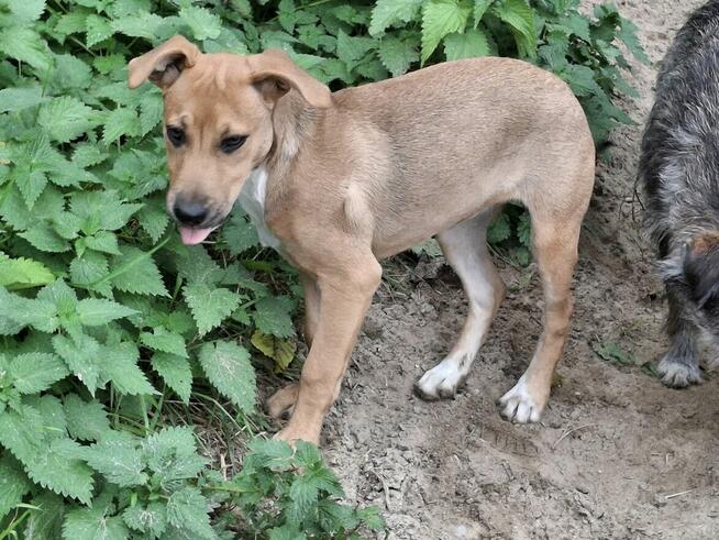 Szczeniak AVA czeka na dom