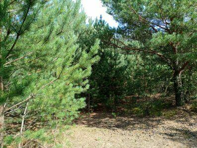 Malownicza działka 1001m2 pod Toruniem