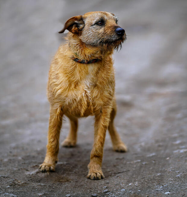 Fuks, wesoły szorstkowłosy psiak szuka domu!