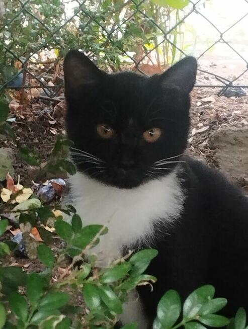 Piękny mały Bonifacy szuka kochającego właściciela i domu