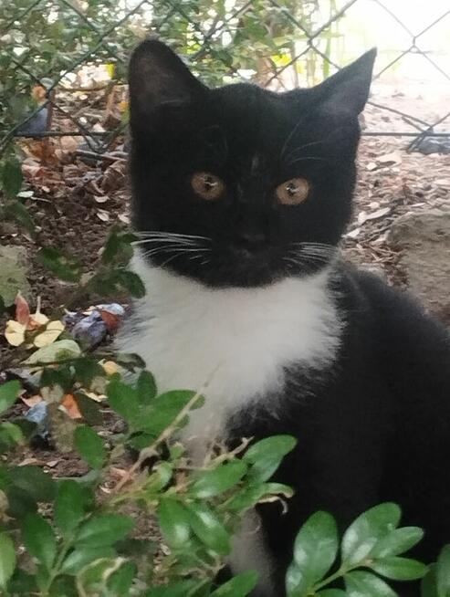 Piękny mały Bonifacy szuka kochającego właściciela i domu