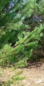 Malownicza działka 1001m2 pod Toruniem