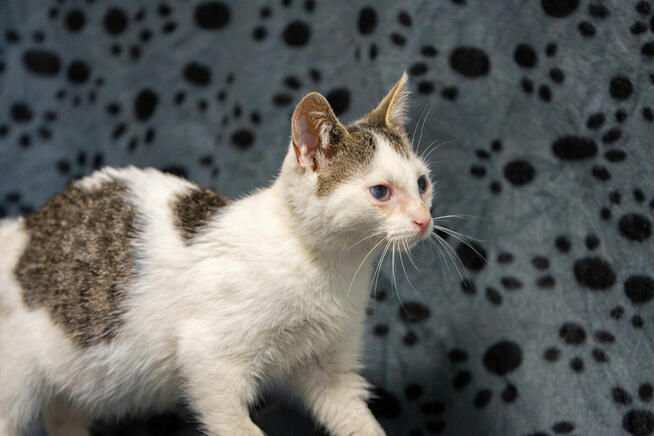 Dwa urocze, wesołe kocięta szukają domów!