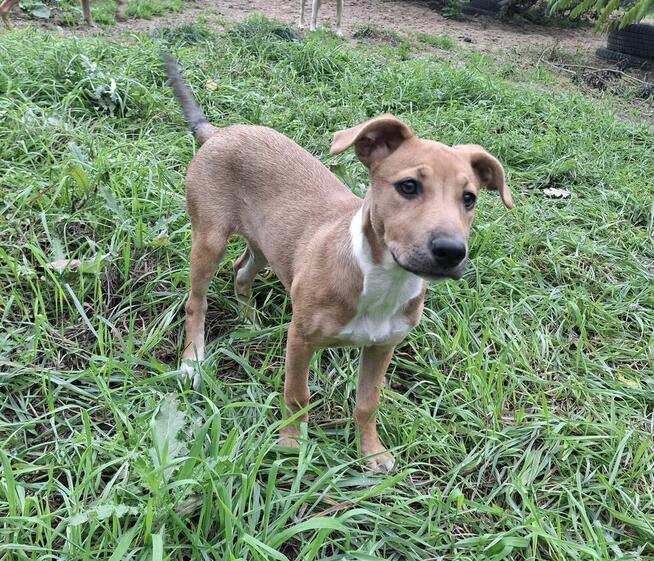 Szczeniak AVA czeka na dom