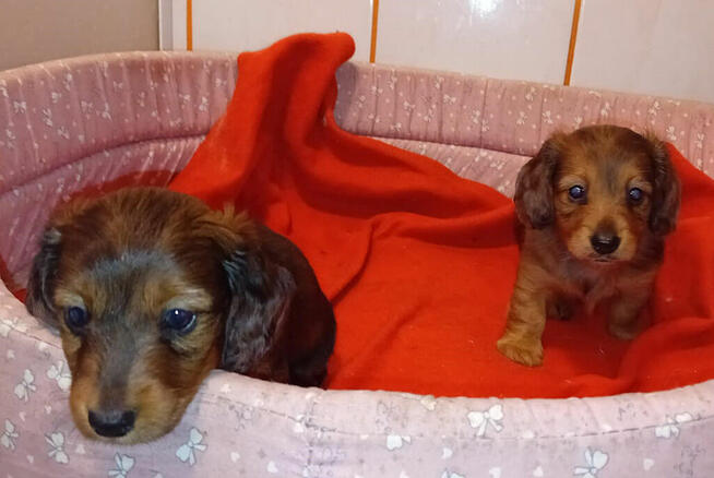 Jamniki długowłose miniaturowe i królicze