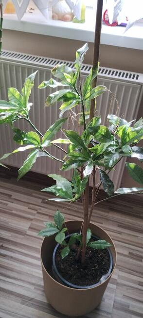 Kwiat doniczkowy Croton Gold Dust