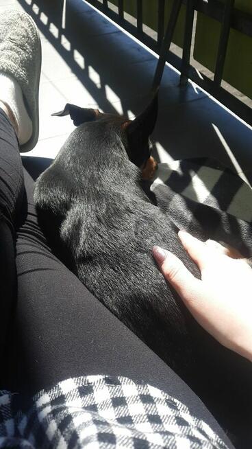 Oddam małego kundelka