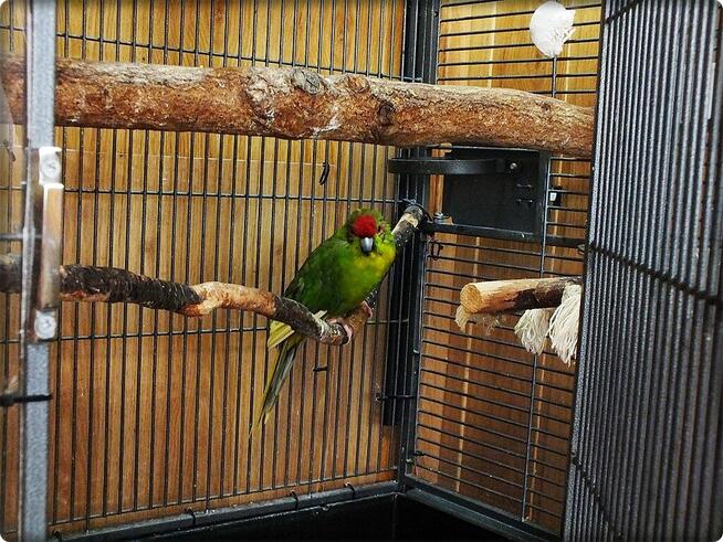 Papuga Modrolotka Koza Samczyk Idealny pupilek Modrolotki