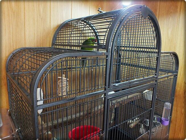 Papuga Modrolotka Koza Samczyk Idealny pupilek Modrolotki