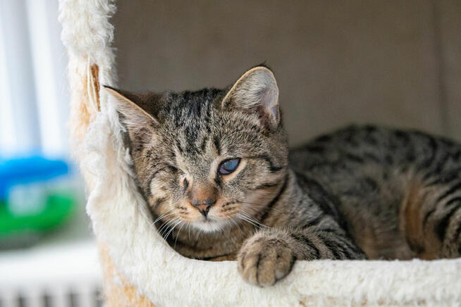 Bigos i Kliper, słodkie kociaki do adopcji!