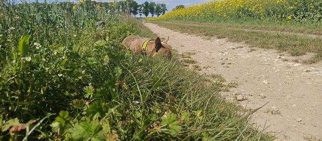 Americna Bully Pocket suka Rok