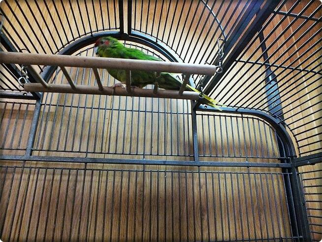 Papuga Modrolotka Koza Samczyk Idealny pupilek Modrolotki