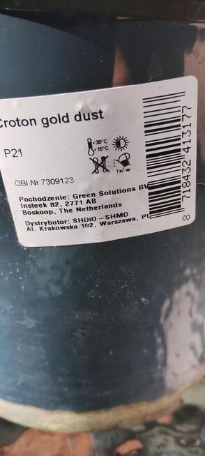 Kwiat doniczkowy Croton Gold Dust
