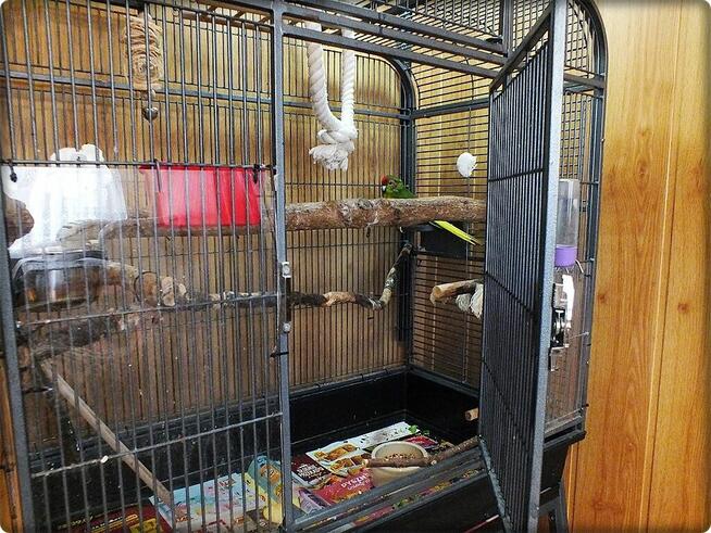 Papuga Modrolotka Koza Samczyk Idealny pupilek Modrolotki