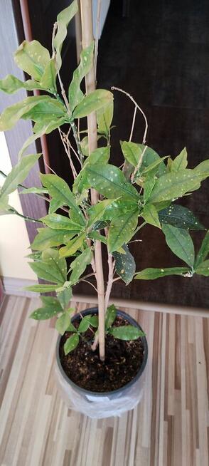 Kwiat doniczkowy Croton Gold Dust