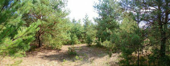 Malownicza działka 1001m2 pod Toruniem