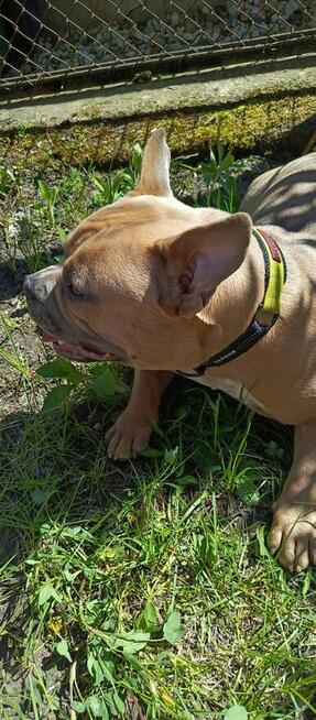 Americna Bully Pocket suka Rok