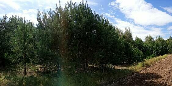 Malownicza działka 1001m2 pod Toruniem