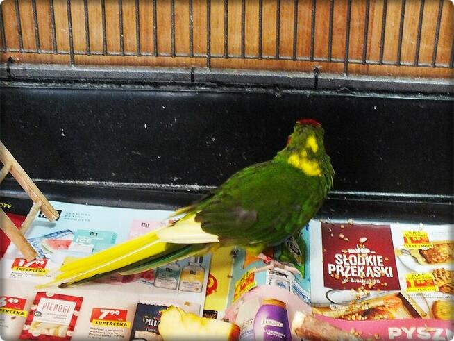 Papuga Modrolotka Koza Samczyk Idealny pupilek Modrolotki