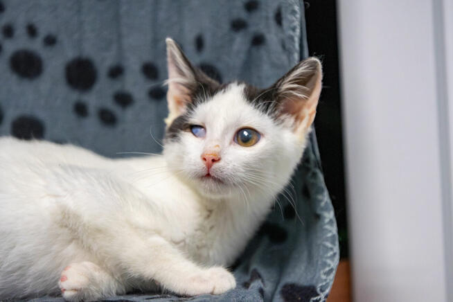 Dwa urocze, wesołe kocięta szukają domów!