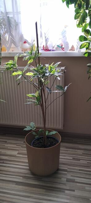 Kwiat doniczkowy Croton Gold Dust