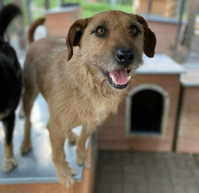 Fuks, wesoły szorstkowłosy psiak szuka domu!