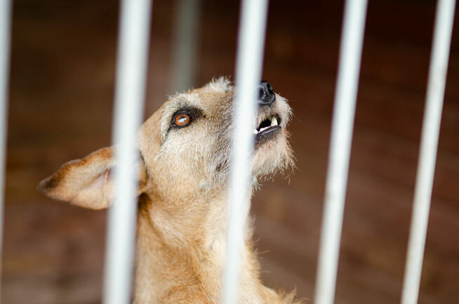 Fuks, wesoły szorstkowłosy psiak szuka domu!