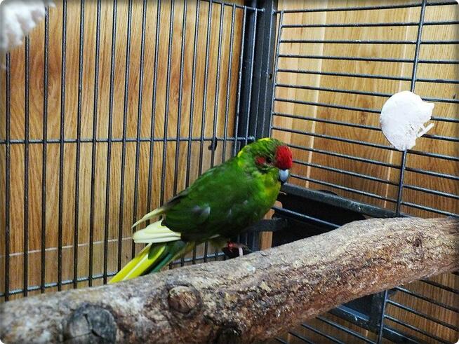 Papuga Modrolotka Koza Samczyk Idealny pupilek Modrolotki