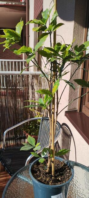 Kwiat doniczkowy Croton Gold Dust