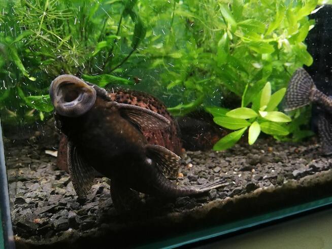 roslinki akwariowe, moczarka rzesa rogatek rybki gupiki glon