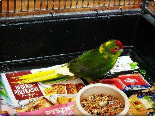 Papuga Modrolotka Koza Samczyk Idealny pupilek Modrolotki