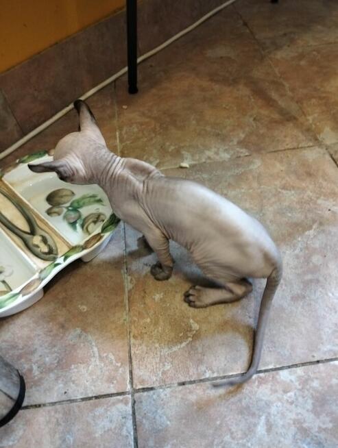 Sprzedam kotka sfinks kanadyjski