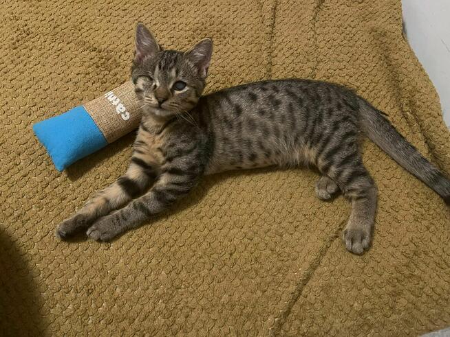 Bigos i Kliper, słodkie kociaki do adopcji!