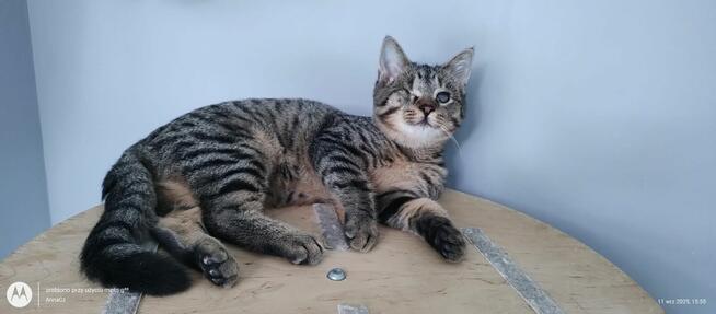 Bigos i Kliper, słodkie kociaki do adopcji!