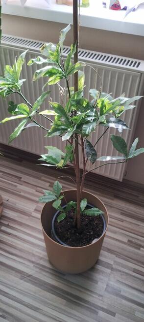 Kwiat doniczkowy Croton Gold Dust