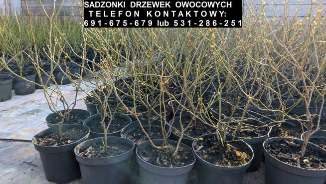 Sadzonki drzewek owocowych - CENY OD 10 ZŁ