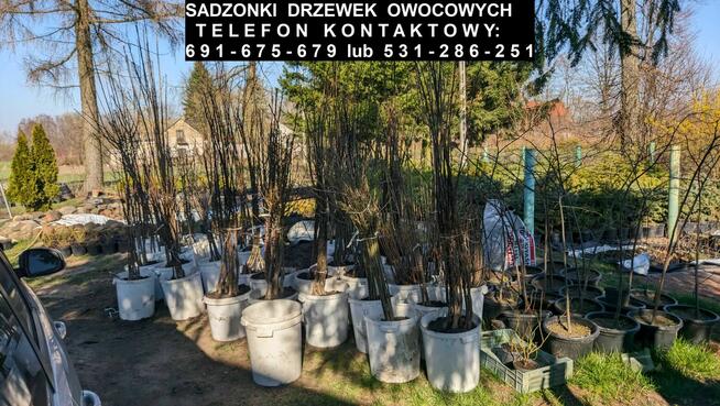 Sadzonki drzewek owocowych - CENY OD 10 ZŁ