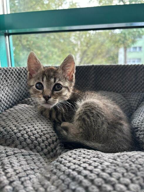 Bigos i Kliper, słodkie kociaki do adopcji!