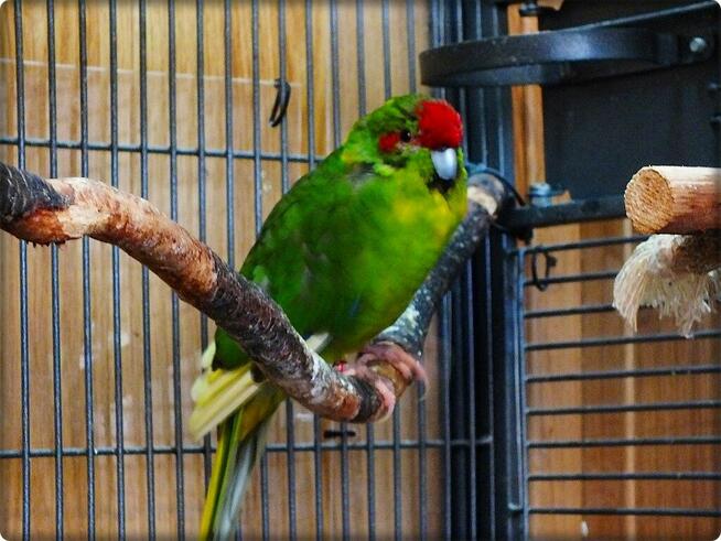 Papuga Modrolotka Koza Samczyk Idealny pupilek Modrolotki