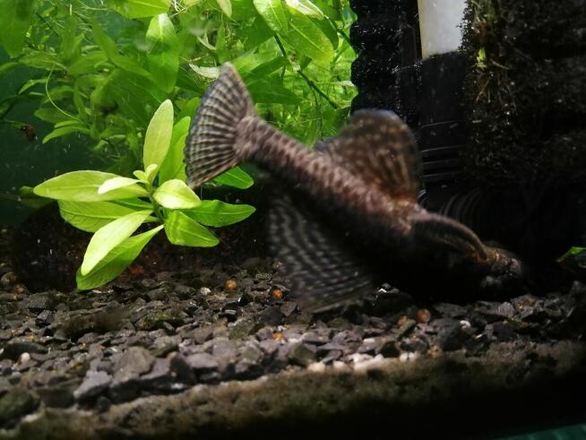 roslinki akwariowe, moczarka rzesa rogatek rybki gupiki glon