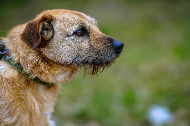 Fuks, wesoły szorstkowłosy psiak szuka domu!