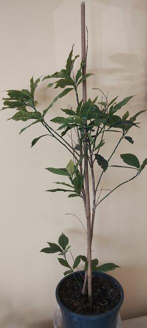 Kwiat doniczkowy Croton Gold Dust